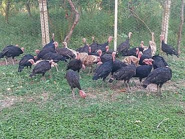 cex quslar: Məhsul: Hind quşları (türklər) Təsvir: - Təbii şəraitdə, geniş — 2