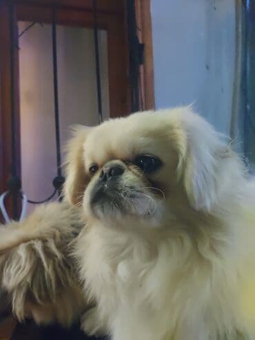 Gəmiricilər: Pekines — 3