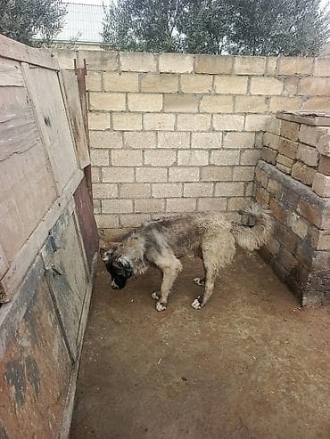 tüklü itler: Qurdbasar, 1 il, Erkek, Peyvəndli, Ödənişli çatdırılma — 6