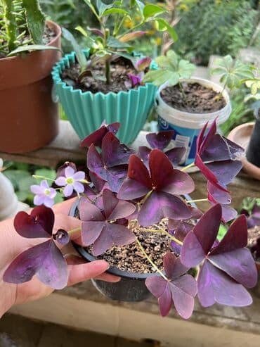 yumru xalça: Xalça — 19