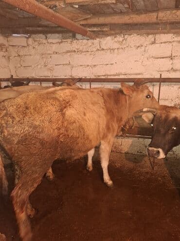 Qoyunlar, qoçlar: Məhsul: Mal-qara (inək) qisir inekler 1650 den deyirem Təsvir: - — 3