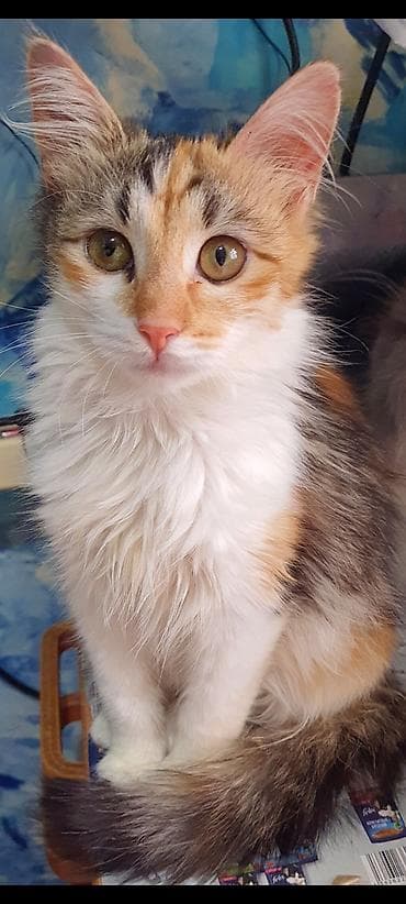 pişik pers: Dişi, Yaxşı əllərə — 1