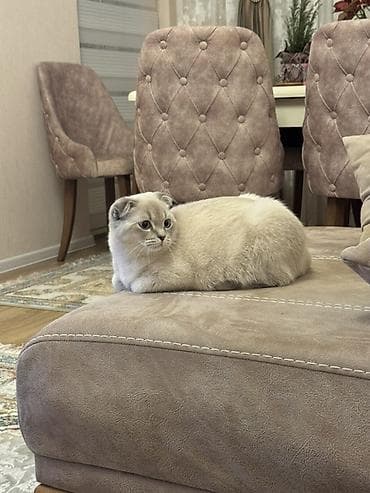 mingəcevir pişik: Şotland — 7