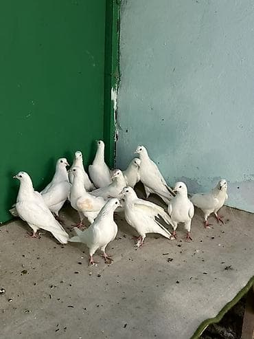 göyərçin pavlin: Birdenesi 10 manat — 2