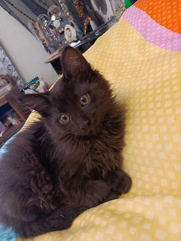 добрый руки: Самец — 1