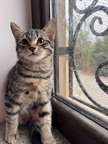 cins inekler: Yaxşı əllərə — 2