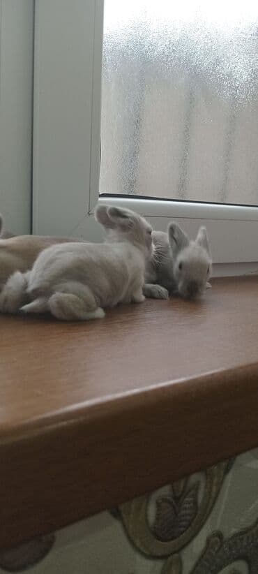 Gəmiricilər: Akor balası 8 manat - Cins: akor (ev dovşanı) - - Rənglər: krem — 4