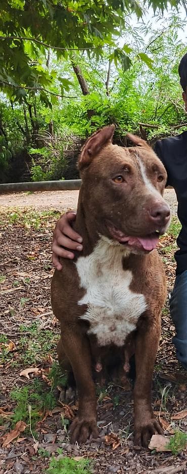 cuce yemi: Pitbul, 4 il, Dişi — 1