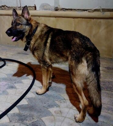 alman ofçarkası: Alman çoban iti, Erkek — 1