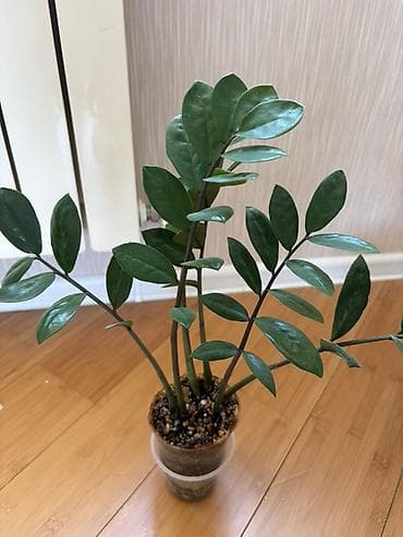 yaz gülləri: Zamioculcas zamiifolia (ZZ plant) – dekorativ otaq bitkisi - Parlaq — 1