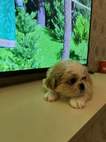 coban itleri: Pekines, 2 ay, Dişi, Peyvəndli, Ünvandan götürmə — 2