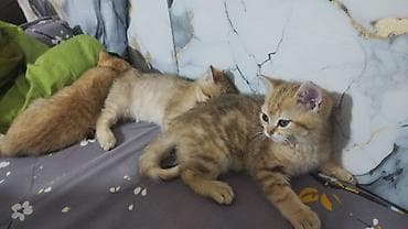 it pişik: Britan — 2