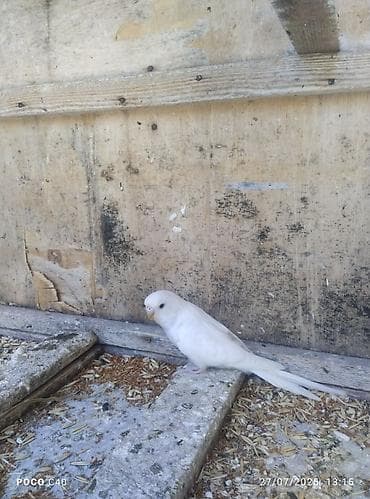 Ağ rəngli dalğalı tutuquşu (budgerigar) - Rəng: tam ağ (yunlu parlaq