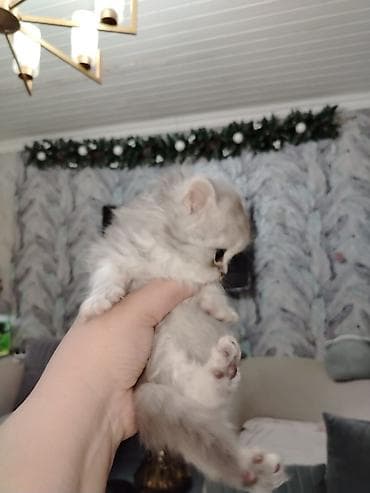 anqor pisik: Britan — 3