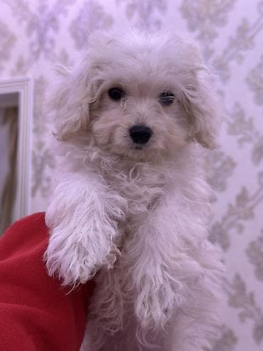 kangal iti qiymeti: Pudel, 2 ay, Erkek, Sənədli, Ünvandan götürmə, Ödənişli çatdırılma — 1