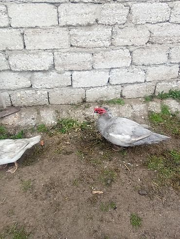 lavanda lal ordək: Erkey lavanda aktiv heyvandi 50 deyirem barter teklif baxir erkey dışı — 1