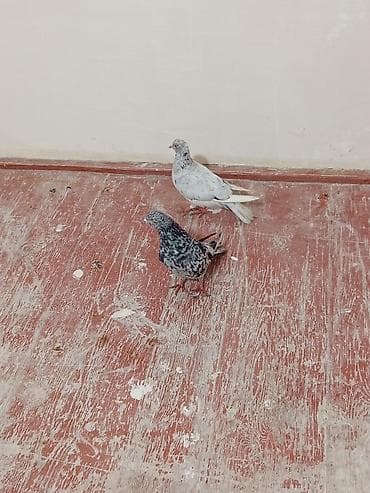 Cütlüyü olan qəvvas göyərçinlər (cüdulər reyal alclar narhat edsin