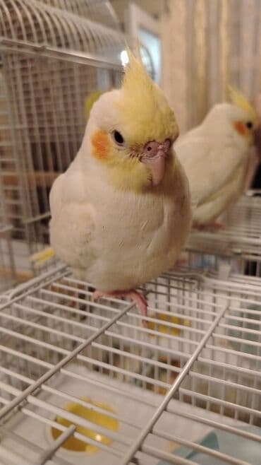 danışan quş: 2 aylıq erkek bala təzə yemə düşüb bədən ağ baş sarı sağlam və — 1