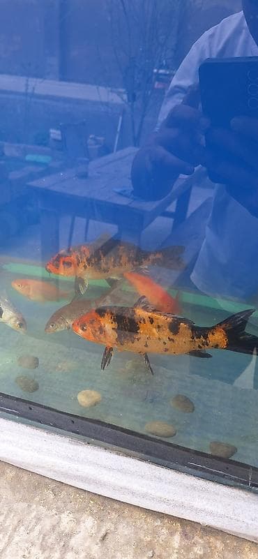 rengli baliqlar: Koi, Sülhsevər, Pulsuz çatdırılma — 2