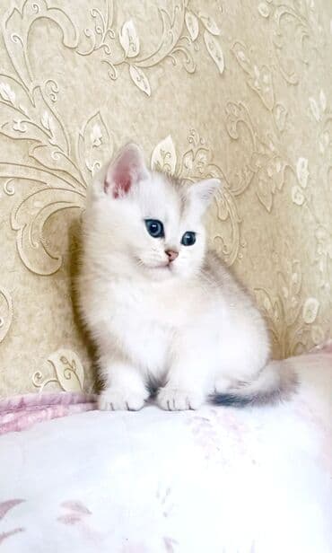 Кошки: Британская, Самец, Самка, В добрые руки, Самовывоз — 1