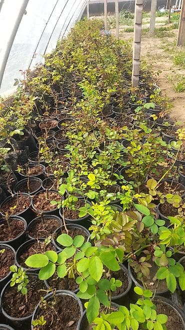 kalina bitkisi: Gül kolları – istixanada yetişdirilən saksı tingləri - Növ: bağ — 1