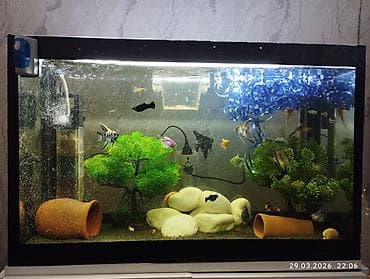 akvarium yumru: Akvaryum dəsti – şkaflı və tam işlək sistem salam her vaxtınız xeyir — 2