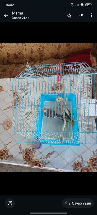 heyvanlara verilen adlar: 2 cütü 70 azn ünvan salayan rayonu yeni ulxanlı kəndi yuva qarşıq — 2