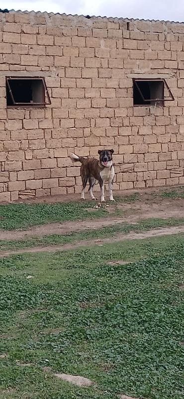 iran coban iti: Qurdbasar, 1 il, Erkek — 4