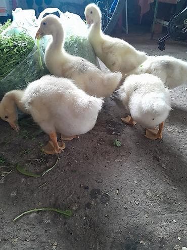 kənd colpası: Məhsul: Qaz balaları Təsvir: linda sortudur 30 günlük balalar uje — 2