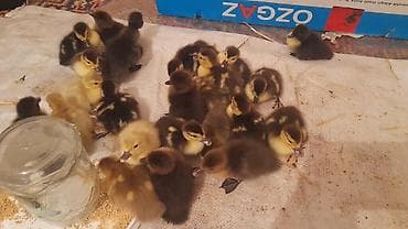 kend toyuqlari: 23 dənə bala macar zümrüdü krasnadar lavanda razılaşma yolu ilə — 2