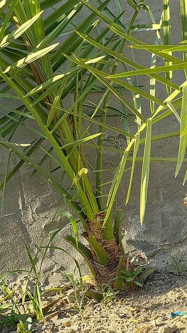 Саженцы растений: Xurma xurması (Phoenix dactylifera) fidanı - Növ: dekorativ və — 2