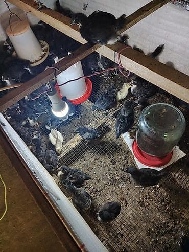 quslar: Qara avstrolop cuceleri satılır 25 günlükdürler 3 dəfə lasota vaksini — 1
