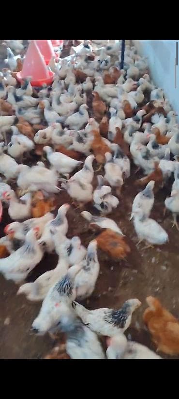 yerli inekler: MASAZIR 2 AY TAM SAĞLAM DAMAZLİQ ✅ 0️⃣ 5️⃣ 5️⃣ -7️⃣7️⃣8️⃣-0️⃣9️⃣-8️⃣ — 1