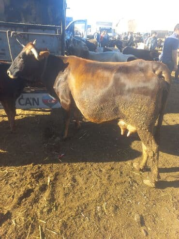 Inəklər, öküzlər: Salam balalı inək tək inək boğaz danali və danada aliriq yaxşi qiymətə — 3