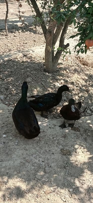 mal qara: Safqan Kayuqa 2 fərə 1 xoruz 85 azn – yerli təsərrüfat üçün uyğun - — 2