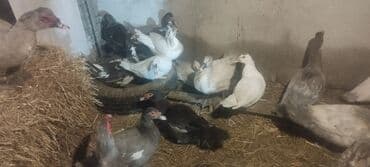 Gəmiricilər: Həm kəsilməli həm də damazlıq lal ördəklər.Qiymətlər ölçülərinə görə — 3