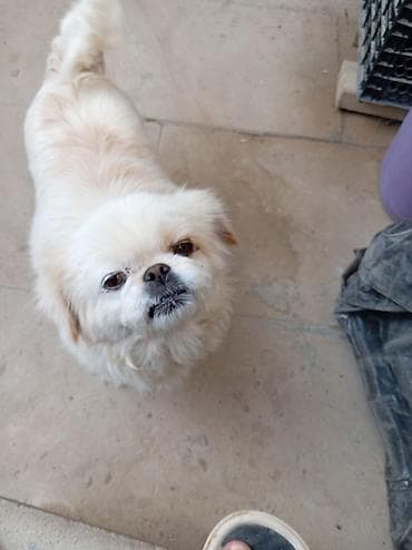 afçarka balası satışı: Pekines — 4