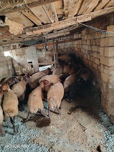 mal qara qusar: Obşi 27 baş heyvan di 22 baş qoyun 2 Erkey toğulu 3 de cepiş ətraflı — 4