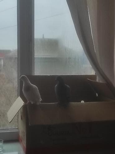 Птицы: 2 ədəd göyərçin satılır. Çöldə tapmışıq, hazırda baxımlıdır — 3