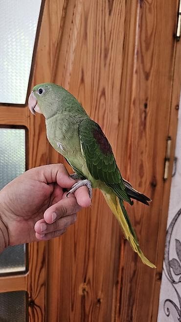 ev goyərcinləri: Aleksandr (parrot) cinsiyyəti dişidir əl quşudur– yaşıl tonlarda, uzun — 6