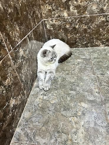 Gəmiricilər: Britan — 6