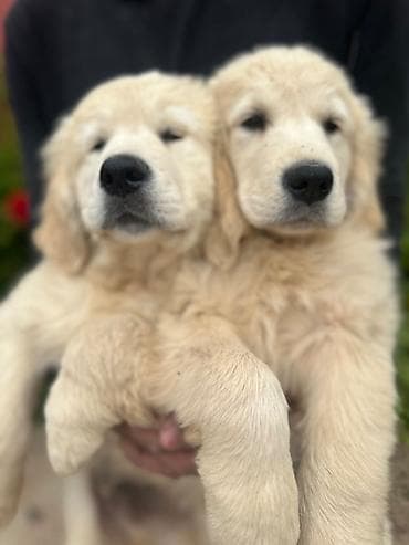 erkek: Labrador-retriver, 2 ay, Erkek, Peyvəndli — 1