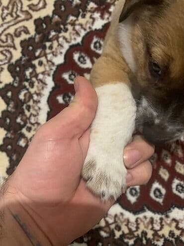 kanqal: Balaca kanqal balasıdı təmiz qandı 45 gunlukdu dermanları verılıb — 3