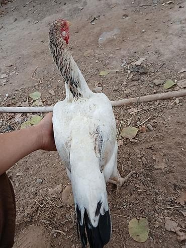 dekorativ quş: Heyratı fərə şamo. Hazırda Yumurtayır. Kəsməyə əlim gəlmir deyə — 4