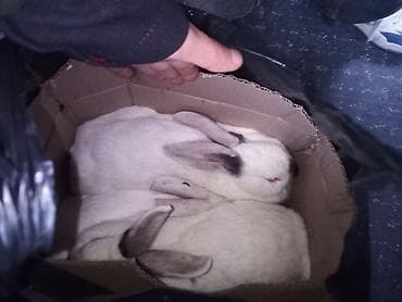 Gəmiricilər: Cins sade dekarativ böyük balaca ətlik eti ve sümüklərin temizlenmesi — 2