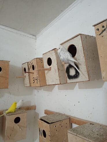 Akvariumlar: Vistavka şou quşları satılır 🦜 Qiymət: 60 AZN (1 ədəd) Mövcud say: 30 — 2