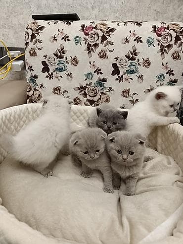 Şotland, Ödənişli çatdırılma