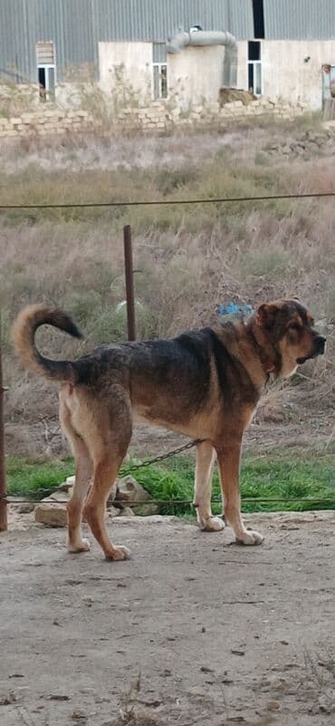отдам в хорошие руки маленькую собачку: Qurdbasar, 2 il, Erkek, Peyvəndli, Pulsuz çatdırılma — 8