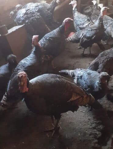 Cücələr: Erkək, Damazlıq — 3