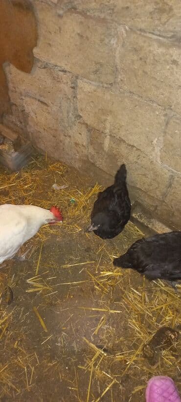 Inəklər, öküzlər: Toyuq, Damazlıq — 8